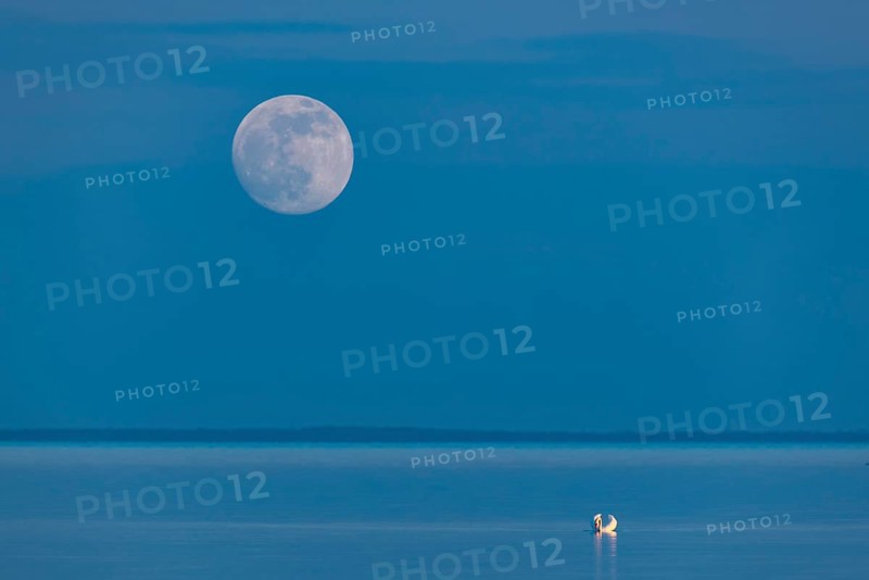 Mute swan (Cygnus olor) with full moon on the Bodden on Rügen, Rügen, Glowitz, Mecklenburg-Vorpommern, Germany