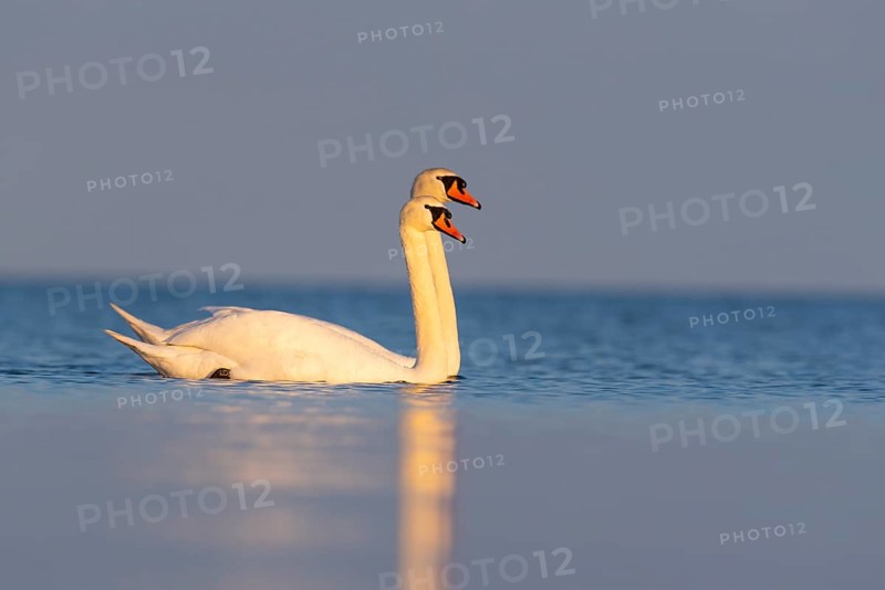 Mute swan (Cygnus olor), Rügen, Glowitz, Mecklenburg-Western Pomerania, Germany
