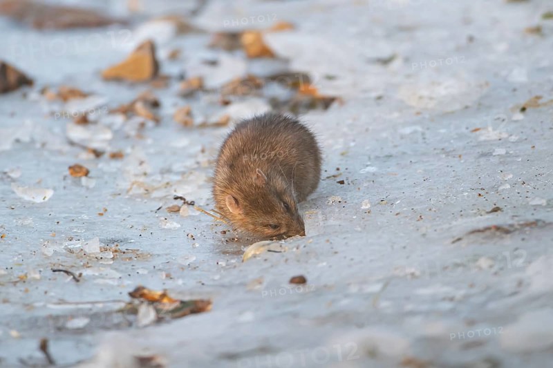 Brown rat (Rattus norvegicus) adult rodent animal feeding on seed on ice of a frozen lake in winter, England, United Kingdom