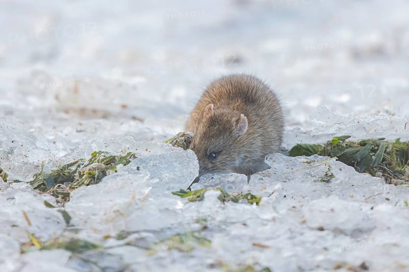 Brown rat (Rattus norvegicus) adult rodent animal searching for food under the ice of a frozen lake in winter, England, United Kingdom