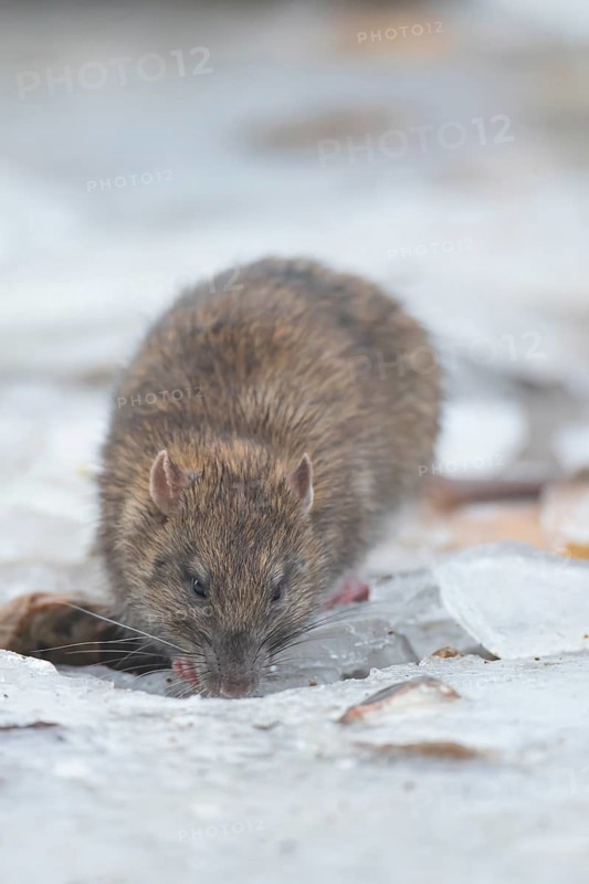 Brown rat (Rattus norvegicus) adult rodent animal searching for food on ice of a frozen lake in winter, England, United Kingdom
