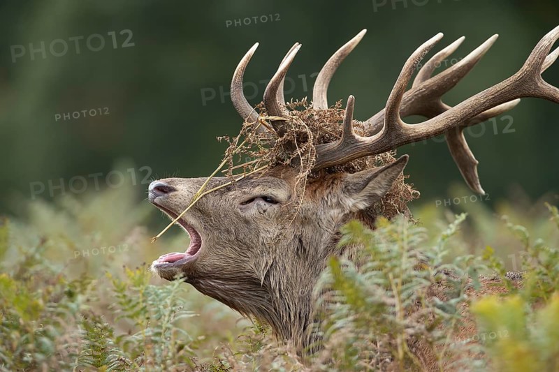 Red deer (Cervus elaphus) adult male stag animal roaring with its mouth open during the annual rut in autumn, England, United Kingdom