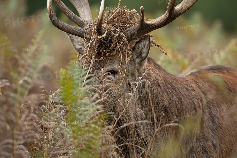 Red deer (Cervus elaphus) adult male stag animal with bracken on its head during the rutting season in autumn, England, United Kingdom