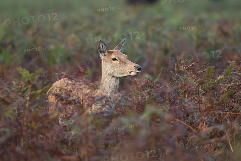 Red deer (Cervus elaphus) adult female doe animal sticking its tongue out amongst bracken in autumn, England, United Kingdom