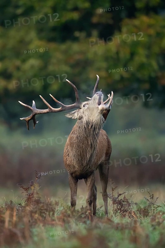 Red deer (Cervus elaphus) adult male stag animal roaring with its mouth open during the rutting season in autumn, England, United Kingdom