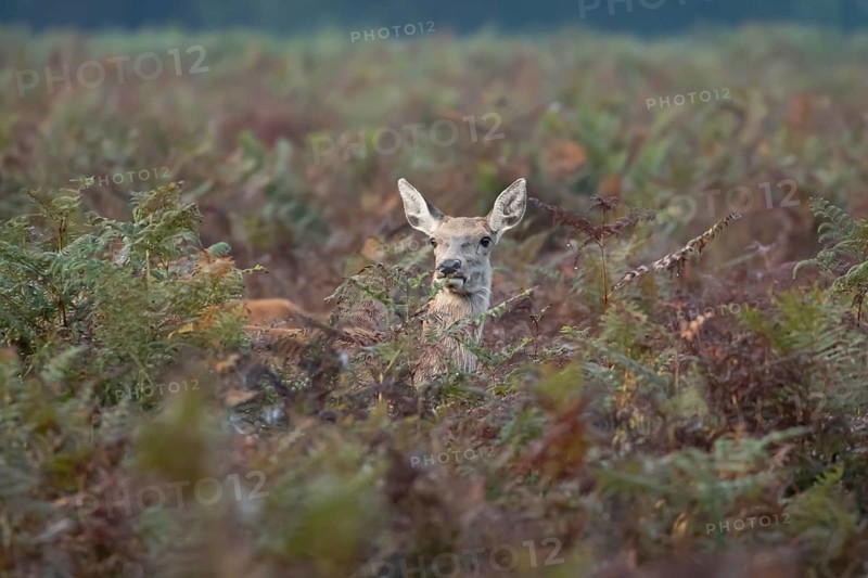 Red deer (Cervus elaphus) adult female doe animal amongst bracken in autumn, England, United Kingdom