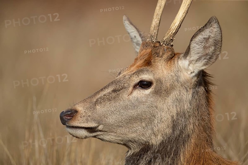 Red deer (Cervus elaphus) juvenile young male stag animal head portrait in autumn, England, United Kingdom