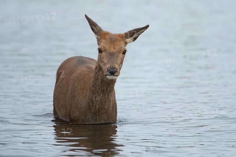 Red deer (Cervus elaphus) adult female doe animal standing in water in autumn, England, United Kingdom