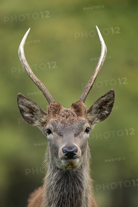 Red deer (Cervus elaphus) juvenile young male stag animal head portrait in autumn, England, United Kingdom