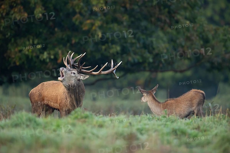 Red deer (Cervus elaphus) adult male stag animal roaring with its mouth open during the annual rut with a female doe looking on in autumn, England, United Kingdom