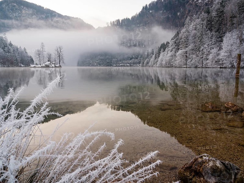 View across Königssee to Christlieger Island and frozen trees in fog, frozen grass in front, Schönau am Königssee, Berchtesgadener Land, Upper Bavaria, Bavaria, Germany