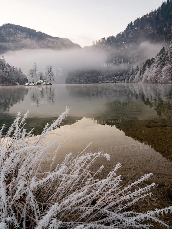 View across Königssee to Christlieger Island and frozen trees in fog, frozen grass in front, Schönau am Königssee, Berchtesgadener Land, Upper Bavaria, Bavaria, Germany
