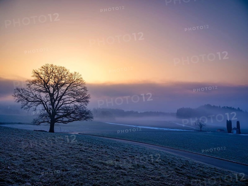Silhouette of an unleafy deciduous tree in high fog, Högl, Anger, Berchtesgadener Land, Upper Bavaria, Germany