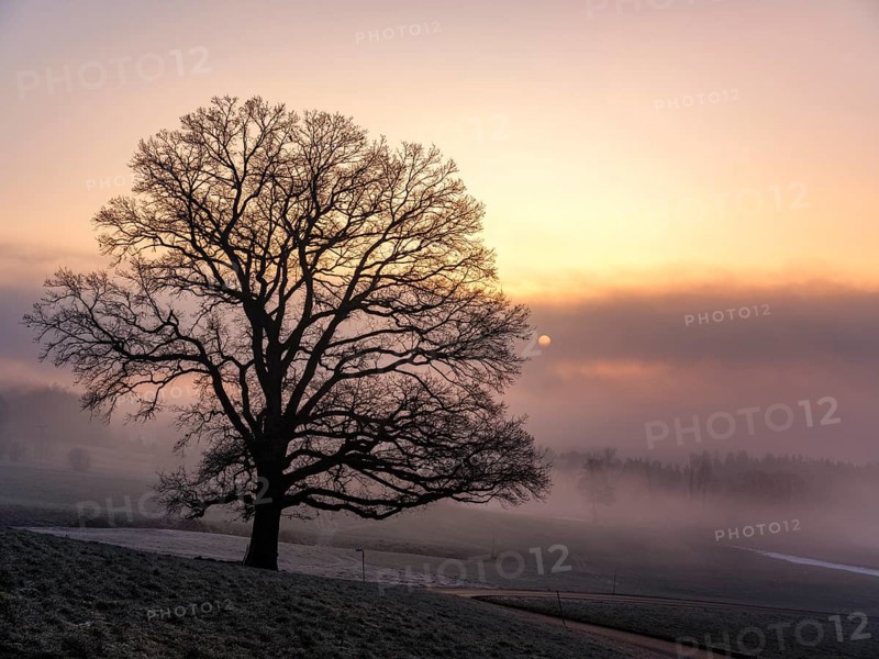 Silhouette of an unleafy deciduous tree, next to it the solar disk in high fog, Högl, Anger, Berchtesgadener Land, Upper Bavaria, Germany