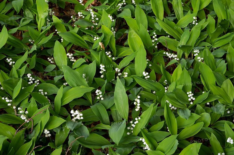 Lily of the valley (Convallaria majalis), flower, Damme, Lower Saxony, Germany