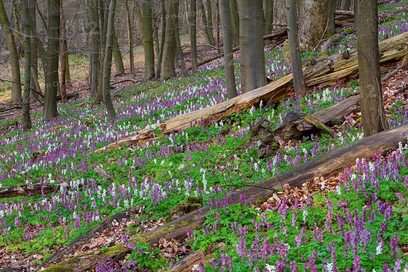 Hollow larkspur (Corydalis cava), Teutoburg Forest, Bad Iburg, Lower Saxony, Germany
