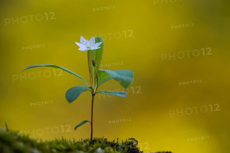 Seven-star (Trientalis europaea), Dötlingen, Lower Saxony, Germany