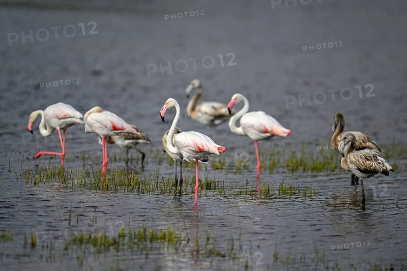 Pink flamingos (Phoenicopterus roseus) in a lagoon, Makgadikgadi Pans National Park, Central District, Botswana