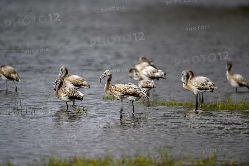 Pink flamingos (Phoenicopterus roseus) in a lagoon, juveniles, Makgadikgadi Pans National Park, Central District, Botswana