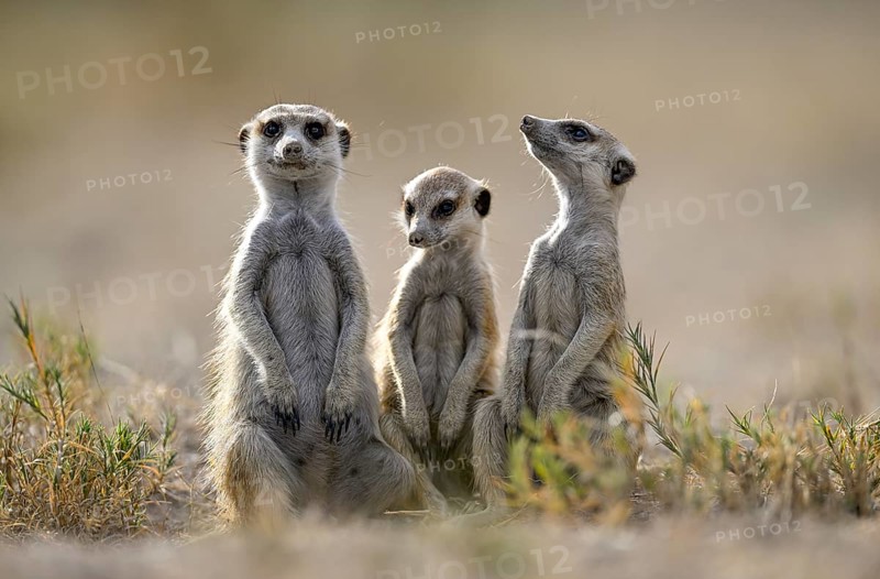 Meerkats or suricates (Suricata suricatta), Makgadikgadi Salt Pans, Makgadikgadi Pans National Park, Central District, Botswana