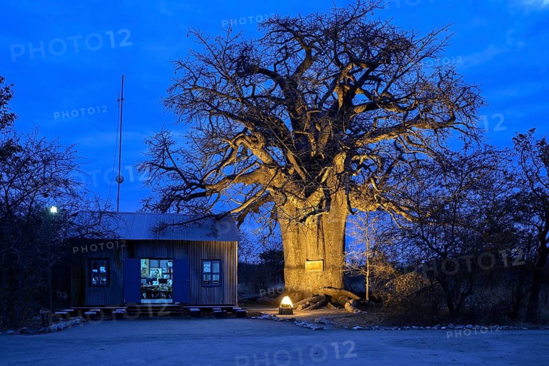 Baobab tree (Adansonia digitata), blue hour, Planet Baobab, lodge near the village of Gweta, Makgadikgadi Pans National Park, Central District, Botswana