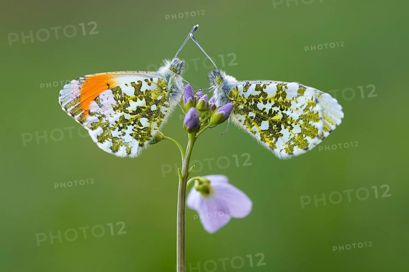 Aurora butterfly (Anthocharis cardamines) on meadowfoam, Vechta, Lower Saxony, Germany