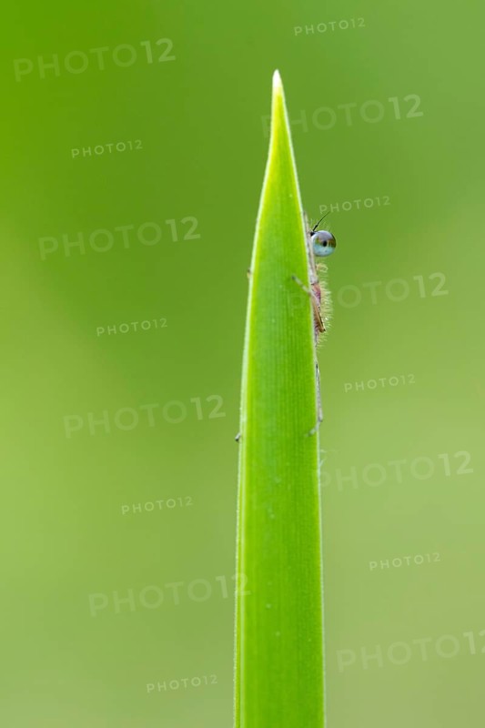 Blue-tailed damselfly (Ischnura elegans), Ahlhorn, Lower Saxony, Germany