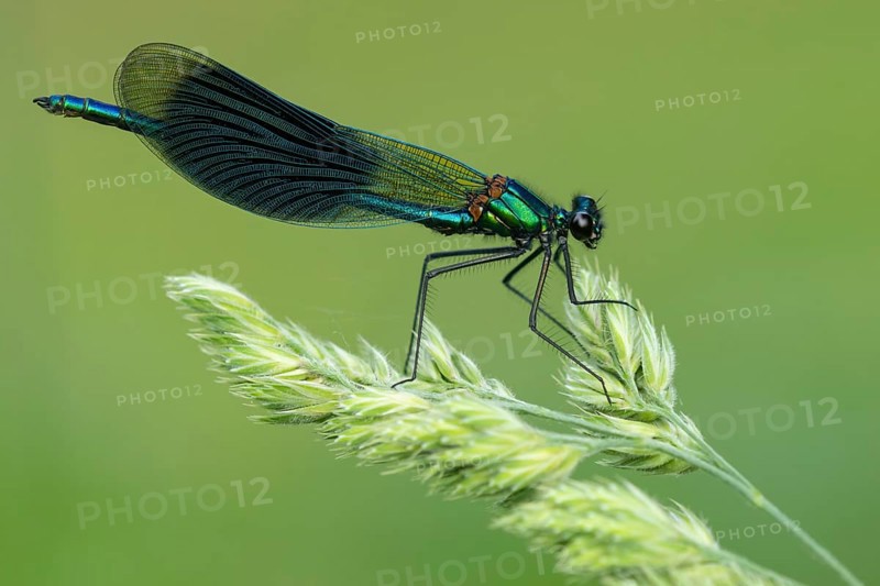 Banded demoiselle (Calopteryx splendens), Ahlhorn, Lower Saxony, Germany