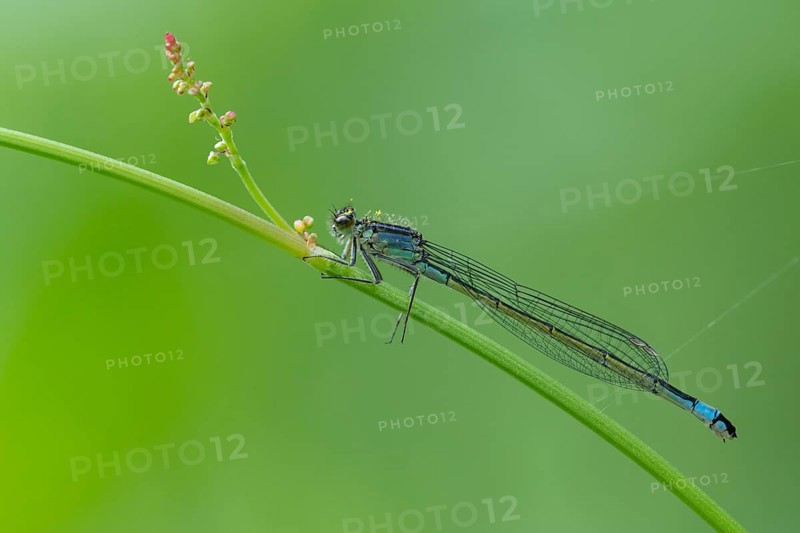 Blue-tailed damselfly (Ischnura elegans), Ahlhorn, Lower Saxony, Germany