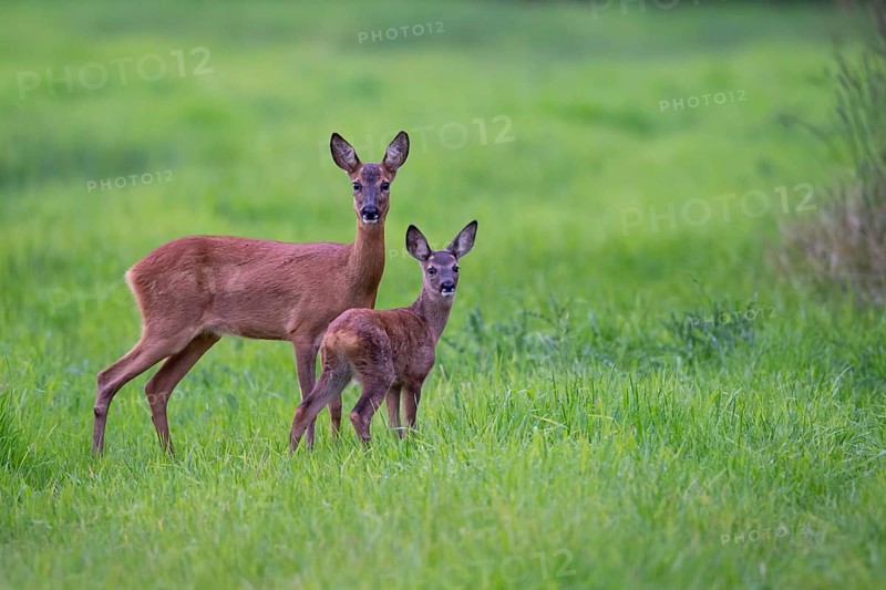 Ricke with fawn in a meadow at leaf time, deer, Vechta, Lower Saxony, Germany