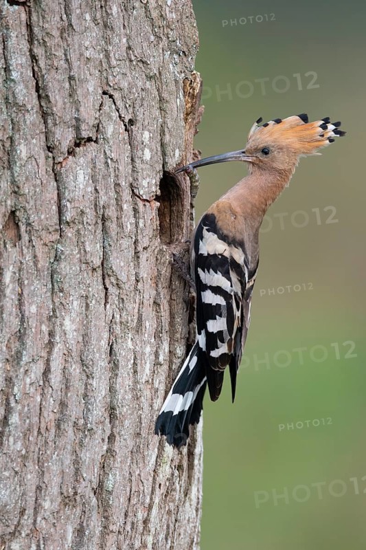 Hoopoe (Upupa epops), Faßberg, Lower Saxony, Germany