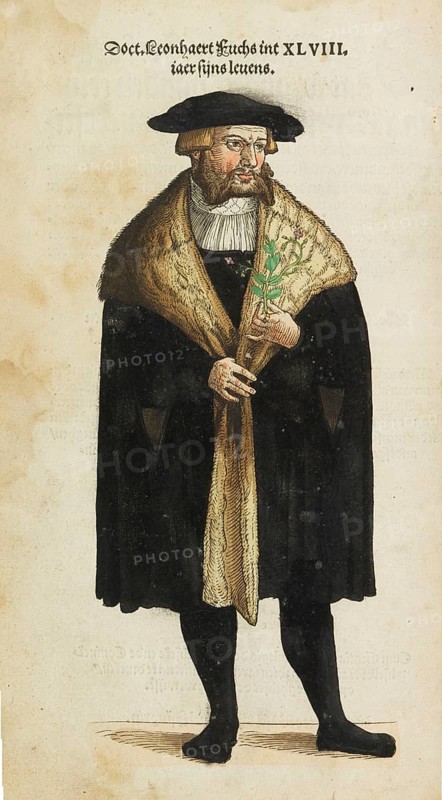 Leonhart Fuchs, German physician, translator, editor, commentator, university teacher and botanist of humanism, is one of the fathers of botany, old colored woodcut from New Kreueterbuch, new herb book, Michael Isingrin, Basel, Switzerland, 1543