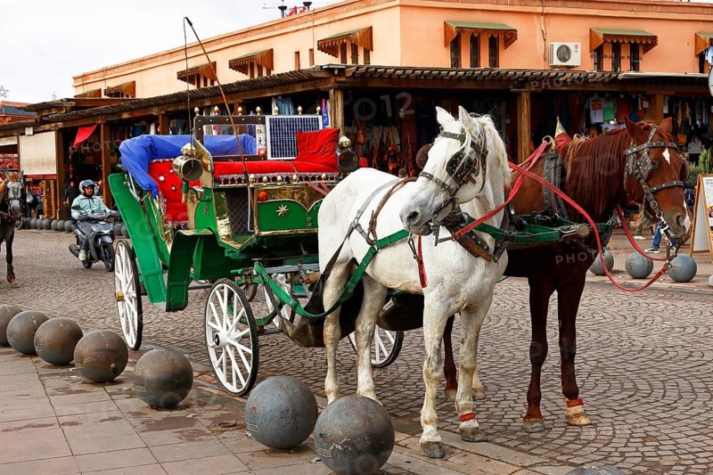Horses and horse-drawn carriage for sightseeing tours with tourists, Marrakech, historic old town, Medina, UNESCO World Heritage Site, Morocco