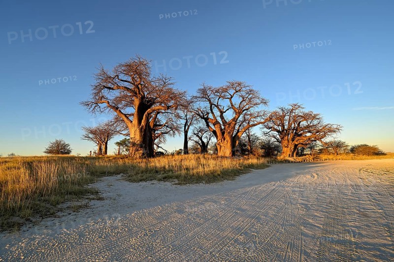 Baines Baobabs, baobab or baobab trees (Adansonia digitata), Kudiakam Pan, Nxai Pan National Park, near Gweta, Central District, Botswana