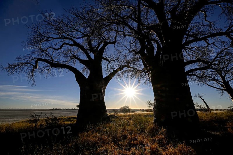 Baines Baobabs, baobab or baobab trees (Adansonia digitata) in the last daylight, Kudiakam Pan, Nxai Pan National Park, near Gweta, Central District, Botswana