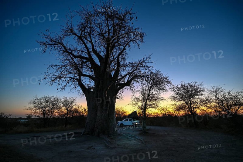 Camping vehicle under a baobab tree (Adansonia digitata), Kudiakam Pan, Nxai Pan National Park, near Gweta, Central District, Botswana