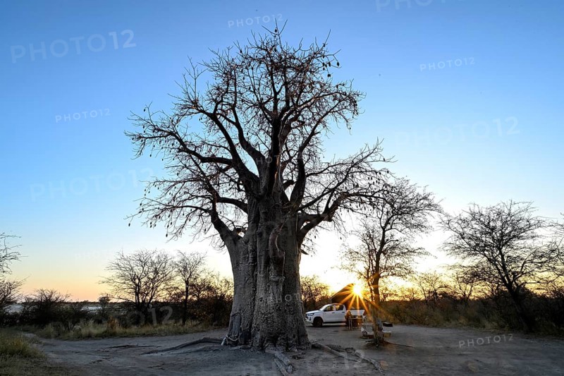 Sunrise behind a baobab or baobab tree (Adansonia digitata) on the edge of the Kudiakam Pan, Nxai Pan National Park, near Gweta, Central District, Botswana