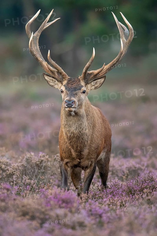 Red deer (Cervus elaphus), rut, Hoenderloo, Gelderland, Netherlands