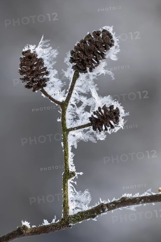 Hoarfrost on an alder branch, Colnrade, Lower Saxony, Germany