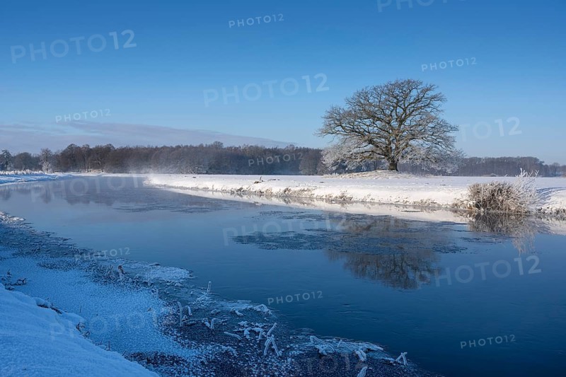 Old oak tree on the Hunte near Colnrade in winter, Bühren, Colnrade, Lower Saxony, Germany