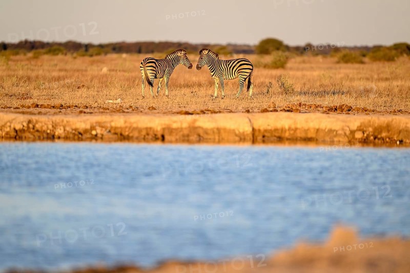 Plains zebra (Equus quagga) at the Nxai Pan waterhole, Nxai Pan National Park, near Gweta, Central District, Botswana
