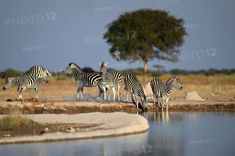 Plains zebra (Equus quagga) at the Nxai Pan waterhole, Nxai Pan National Park, near Gweta, Central District, Botswana