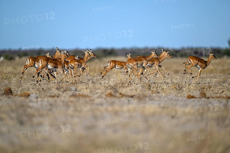 Black verse impala (Aepyceros melampus), Nxai Pan National Park, near Gweta, Central District, Botswana