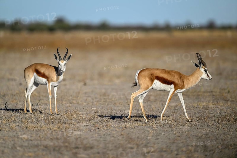 Springboks (Antidorcas hofmeyri), Nxai Pan National Park, near Gweta, Central District, Botswana