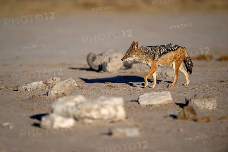 Black-backed jackal (Lupulella mesomelas), Nxai Pan National Park, near Gweta, Central District, Botswana