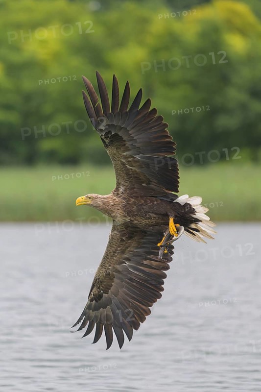 White-tailed eagle (Haliaeetus albicilla), in flight over a landscape of reeds and lakes with prey in its talons, Mecklenburg-Western Pomerania, Germany