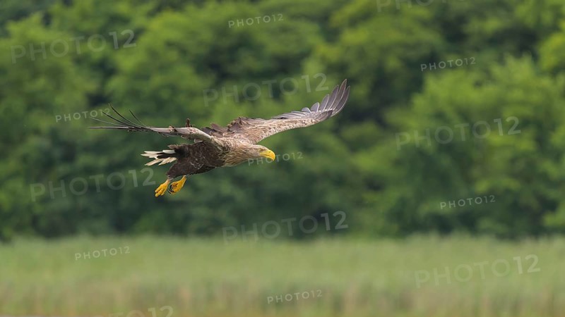White-tailed eagle (Haliaeetus albicilla), in flight over a landscape of reeds and lakes, Mecklenburg-Western Pomerania, Germany