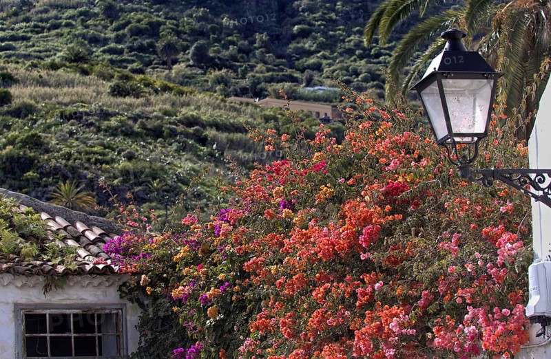 Sprawling colourful Bouganvillea (Bouganvillea) next to a white house with a lantern, surrounded by green hills, Icod de los Vinos Tenerife