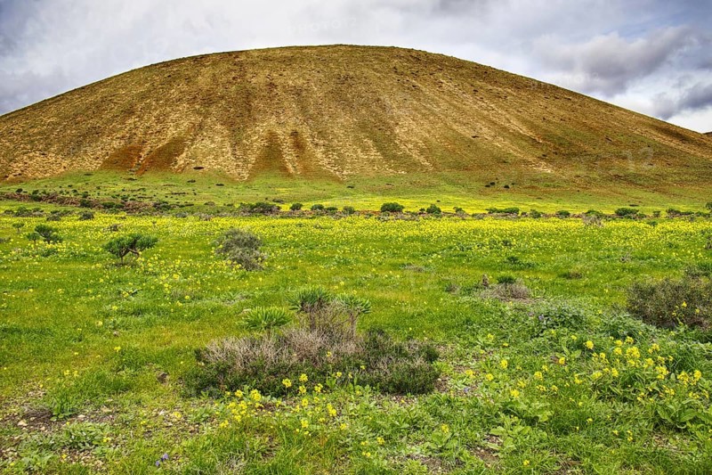 Green hill with yellow blooming wildflowers under a cloudy sky in spring mood, Yaiza Lanzarote
