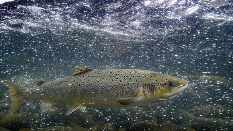 Swimming salmon (Salmo salar) under water, Laerdalsoyri, Norway
